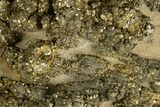 Golden Pyrite on Limonite Clay - Pakistan #337947-1